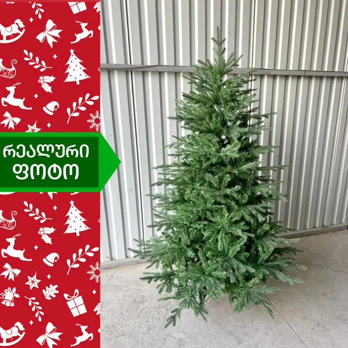 ნაძვის ხე ტალინი 195 სმ (DS-195) - Image 4