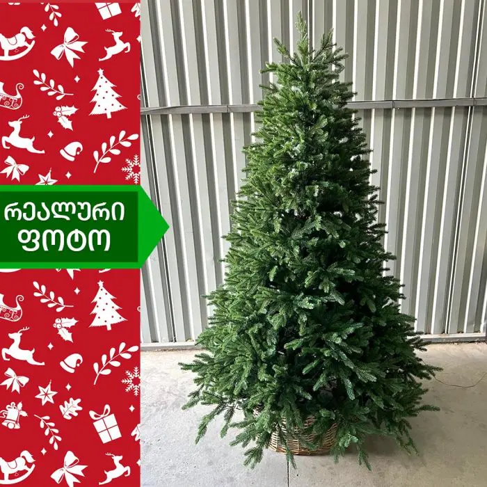 ნაძვის ხე კალიფორნია 210 სმ (KS-210) - Image 3